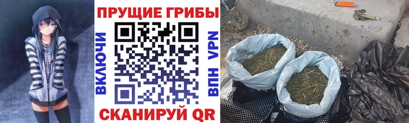 продажа наркотиков  Зея  Псилоцибиновые грибы Psilocybe 